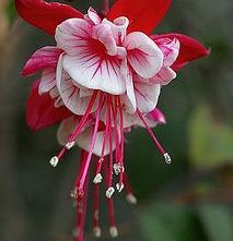 flower fuschia