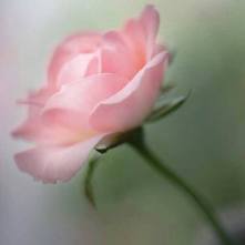 flower palest pink